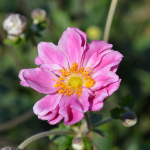 Anemone 'Königin Charlotte'