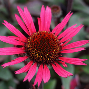 Echinacea 'Fatal Attraction'