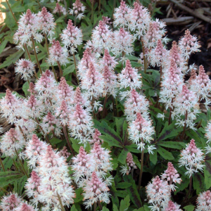 Tiarella 'Spring Symphony'