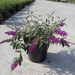 Buddleja davidii 'Summer Bird Magenta'