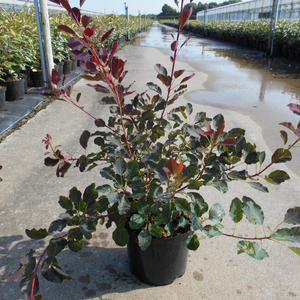 Cotinus ‘Dusky Maiden’