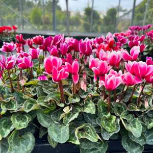 Cyclamen Mini Winter Potted Pink With White Edge