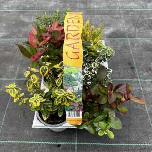 Mixed Evergreen Shrub Mix (6 Pack)