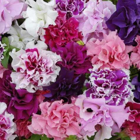 Petunia Double Pirouette Mix Bedding Plants 10 Pack