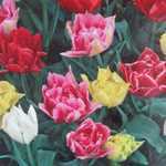 Tulip Bulbs Double Mixed 10 per Pack