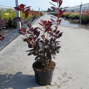 Cotinus Coggygria Royal Purple (Smoke Bush)