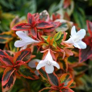 Abelia Grandiflora 'Kaleidoscope'